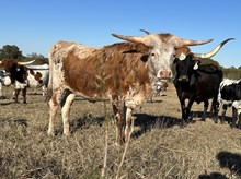 Hullabaloo x Tango Heifer