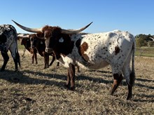 Crazy Red x Cut Quo Heifer