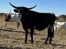 Spit Fire x Tango Heifer