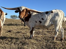 Curtain Call x Cut Quo Steer