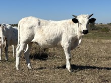 Baby Doll x Tango bull