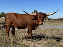 Spit Fire x Cut Quo Heifer