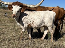 Spit Fire x Tango Heifer 1