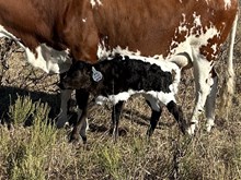 Holly Point x Tango Heifer