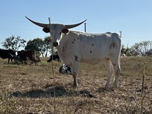 Regal Red x Tango Master Heifer