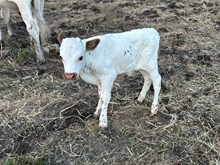 Digital Image x Tango Bull 1