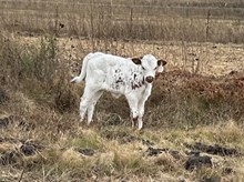 Observation Point x Tango Heifer 1