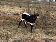 Holly Point x Tango Heifer