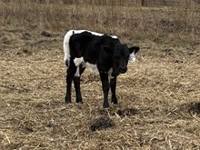 Curtain Call x Tango Heifer 1