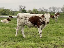 Pixel Point x Tango Steer