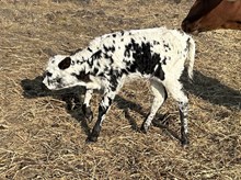 Gig'em x Tango heifer2