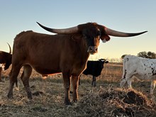 Masked Rider x Cut Quo Steer