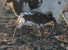 Ride Point x Tango Heifer 1