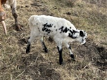 Cut it Out x Tango bull