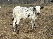 Spit'n Image x Tango Bull I