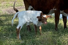 War Hymn x Cut Quo Steer