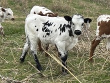 Cut it Out x Tango bull