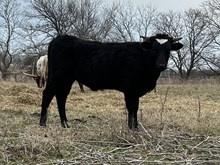 Painted Point x Tango Heifer