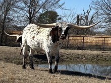 Masked Rider x Cut Quo Steer