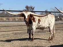 Digital Image x Cut Quo Steer