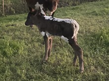 Aggie Gal x Tango Heifer