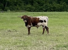 Caneck x Cut Quo Bull