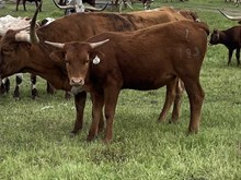 Spit Fire x Cut Quo Heifer