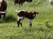 Saddle Up x Tango Steer