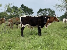 Holly Point x Tango Bull