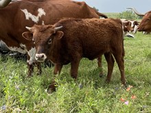Stardom Point x Tango Bull
