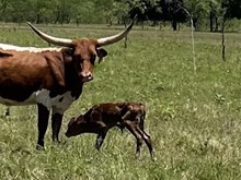 Aggie Game x Tango Bull