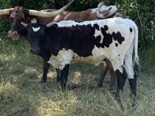 Little Tramp x Tango Bull