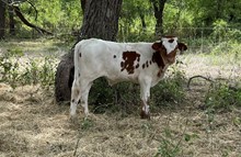 Pixie x Cut Quo Steer