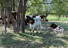 Little Belle x Cut Quo Steer