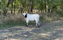 Masked Rider x Cut Quo Steer