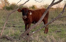 Lady K x Cut Quo Steer