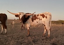 Lady J x Whoop Steer