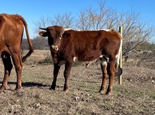 Red Moon x Cut Quo Steer