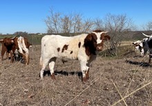 Stardom x Cut Quo Steer