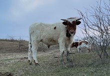 Painted Point Too x Cut Quo Steer