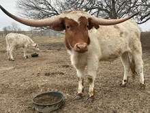 Painted Point Too x Cut Quo Steer
