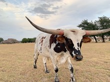 Pixel Point x Whoop Steer