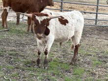 Baby Doll x Tango Bull
