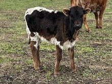 Ady's Baby x Tango Heifer1