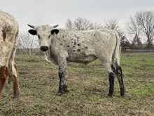 Lady J x Tango Bull