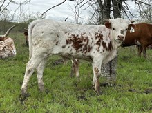Digital Image x Tango Bull