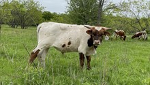 War Hymn x Cut Quo Steer