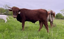 Gig 'Em x Cut Quo Steer
