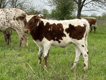 Little Tramp x Tango Bull1