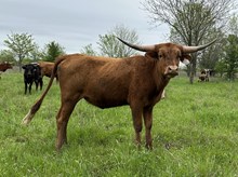 Spit Fire x Cut Quo Heifer